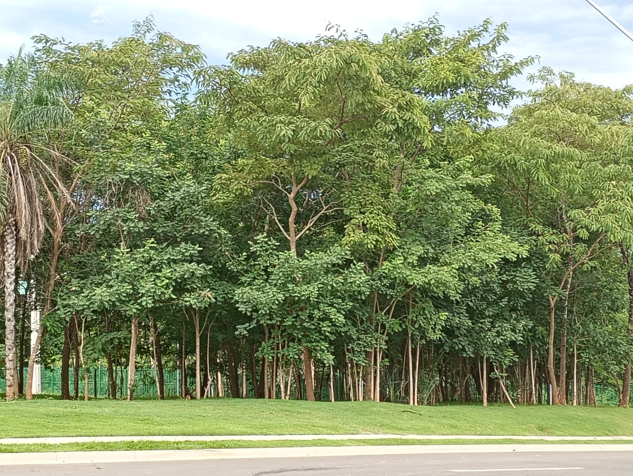 Áreas Verdes
